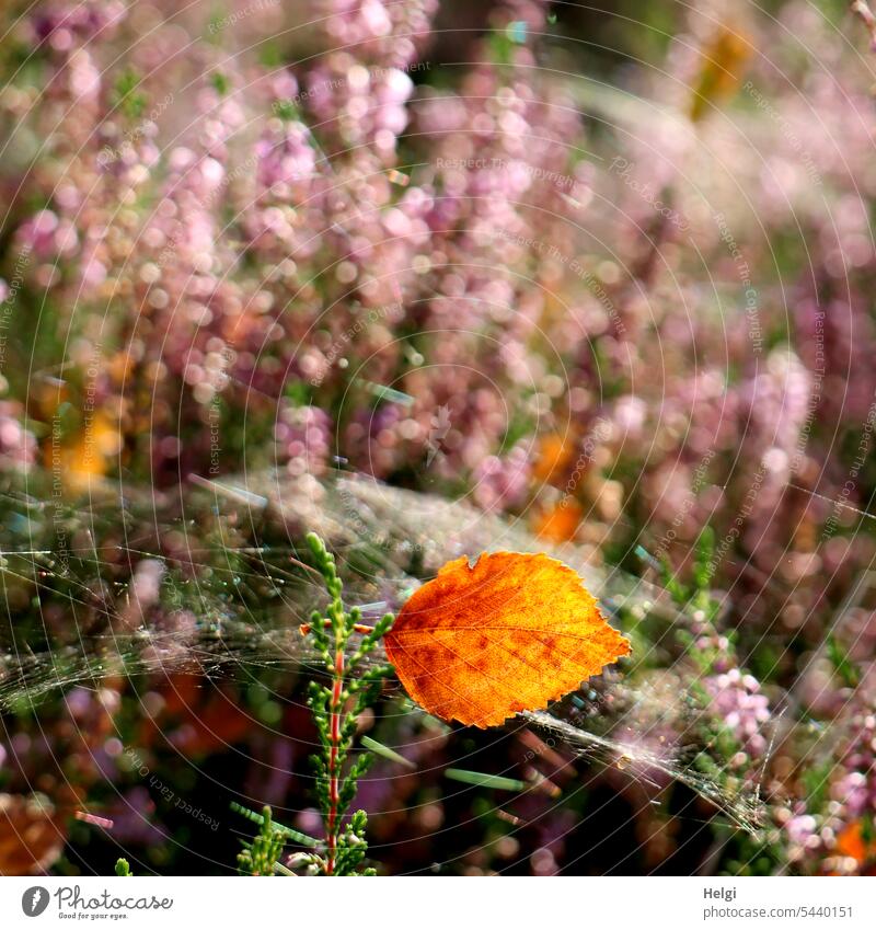 Spinnennetz hält ein herbstlich gelb gefärbtes Blatt zwischen blühendem Heidekraut Erika Calluna Heideblüte Sommer Umwelt Natur Tageslicht Heidestrauch