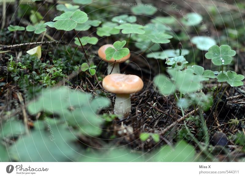 Pilz im Klee Natur Pflanze Herbst Moos Blatt Wiese Wald Wachstum lecker essbar Gift ungenießbar Waldpilz Pilzhut verstecken klein Kleeblatt Waldboden Waldklee