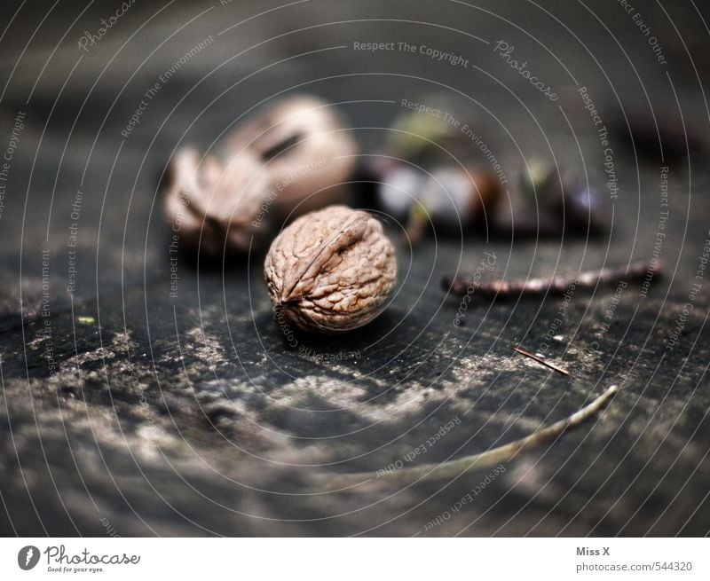 Walnuss Lebensmittel Frucht Ernährung Natur Herbst Baum braun Nussschale Holz Jahresringe Stillleben hart Farbfoto Gedeckte Farben Nahaufnahme