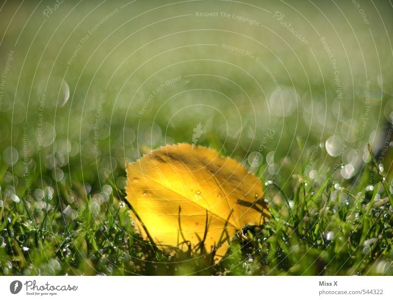 Jetzt ist der Herbst auch schon vorbei Wassertropfen Schönes Wetter Regen Gras Blatt Garten Wiese glänzend nass Herbstlaub gelb herbstlich Rasen Herbstfärbung