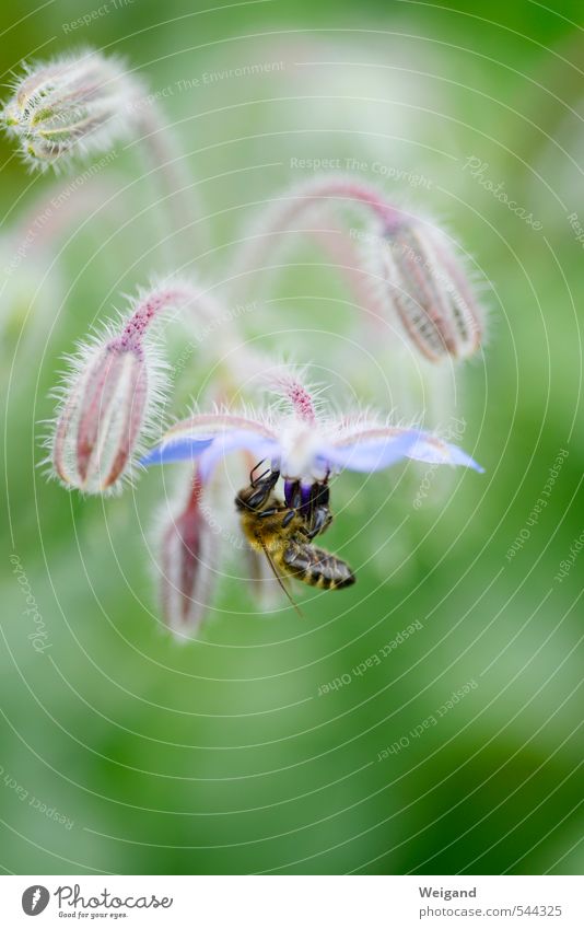 Biene und Blume Umwelt Natur Pflanze Blüte Grünpflanze berühren Bewegung blau grün "Biene," Landlust Landleben Feld Borretsch Honig Honigbiene Farbfoto