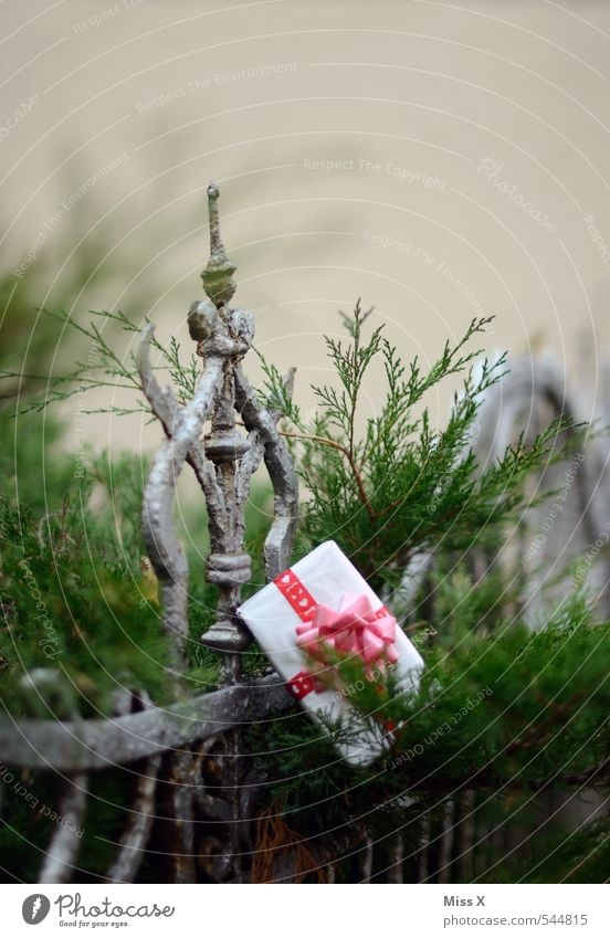 verschenkt Garten Dekoration & Verzierung Valentinstag Weihnachten & Advent Geburtstag Sträucher Verpackung Paket Gefühle Stimmung Vorfreude Liebe Verliebtheit