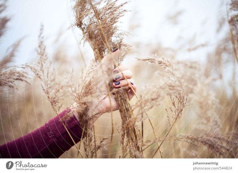 ich bin raus hier – feminin Junge Frau Jugendliche Leben Hand 18-30 Jahre Erwachsene Umwelt Natur Luft Sonnenlicht Herbst Dürre Sträucher Wildpflanze Flussufer