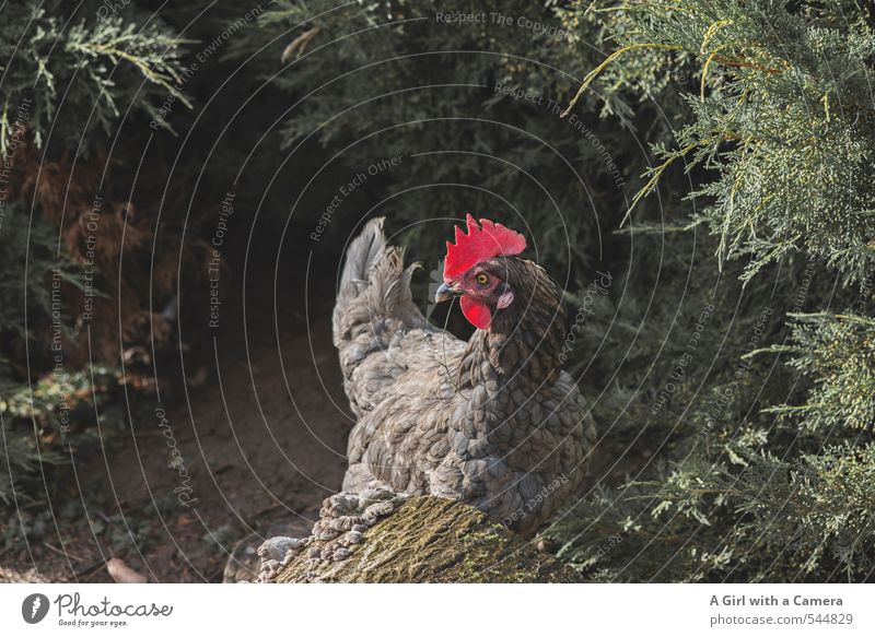 Freilaufendes Hühnerglück Natur Schönes Wetter Sträucher Garten Tier Nutztier Vogel Haushuhn Federvieh 1 Blick Suche Gesundheitswesen prächtig Idylle