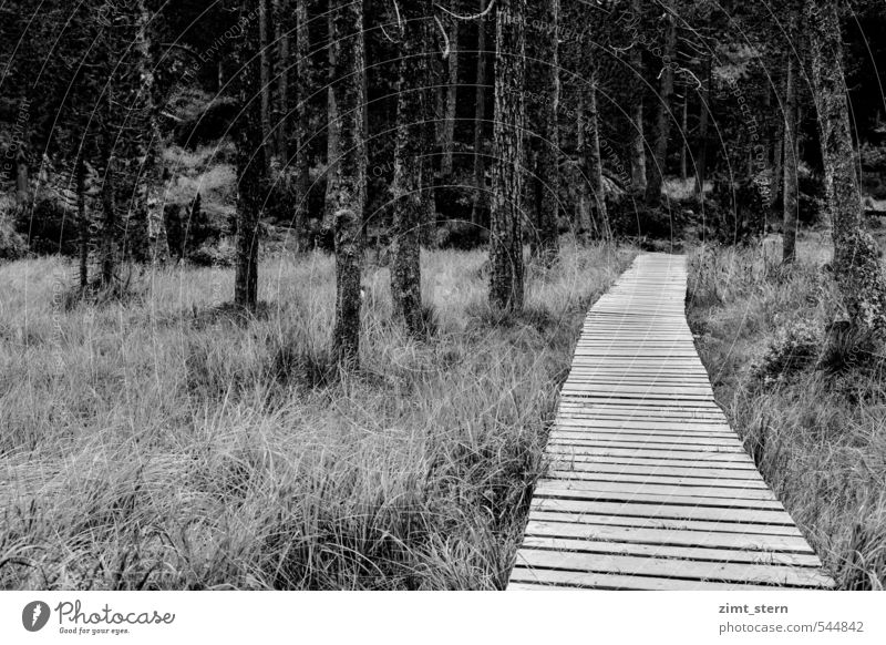 Streif(en) im Wald Gemälde Umwelt Natur Landschaft Pflanze Herbst Baum Gras Sträucher Moor Sumpf Palpuognasee Preda Schweiz Erholung wandern bedrohlich dunkel