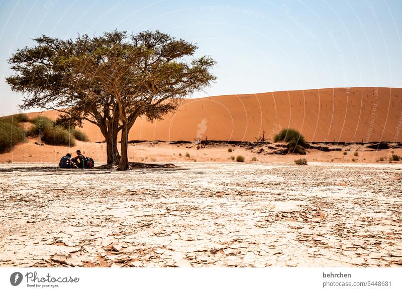 hilfreich | schattiges plätzchen Vergänglichkeit Klimawandel Umwelt trocken Dürre Himmel Düne Dünen deadvlei sanddüne beeindruckend besonders Wärme Abenteuer