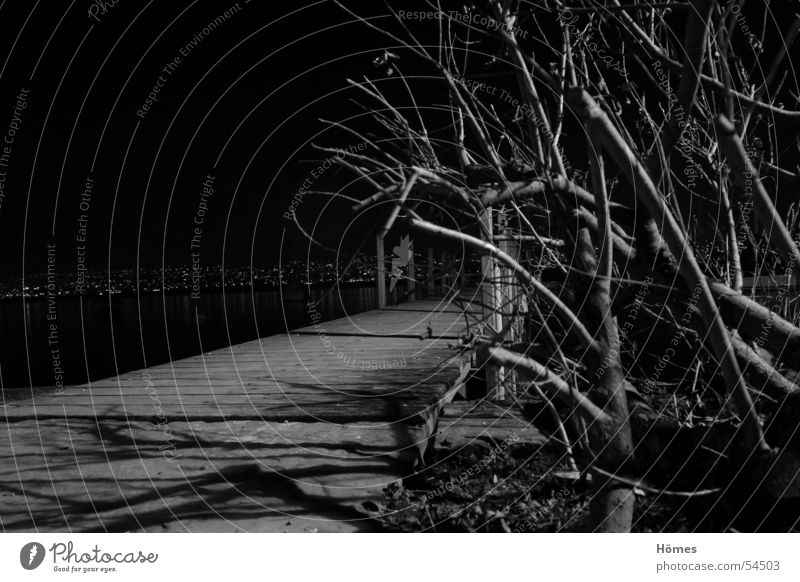 Steg Nacht Außenaufnahme ruhig Sträucher Schwarzweißfoto