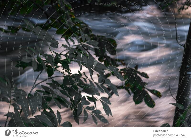 Abendsonne bringt das Wasser im Fluss zum Leuchten glänzend Langzeitbelichtung strauch fließen Umwelt Natur Bewegung leuchtende Farben Abendstimmung Farbfoto