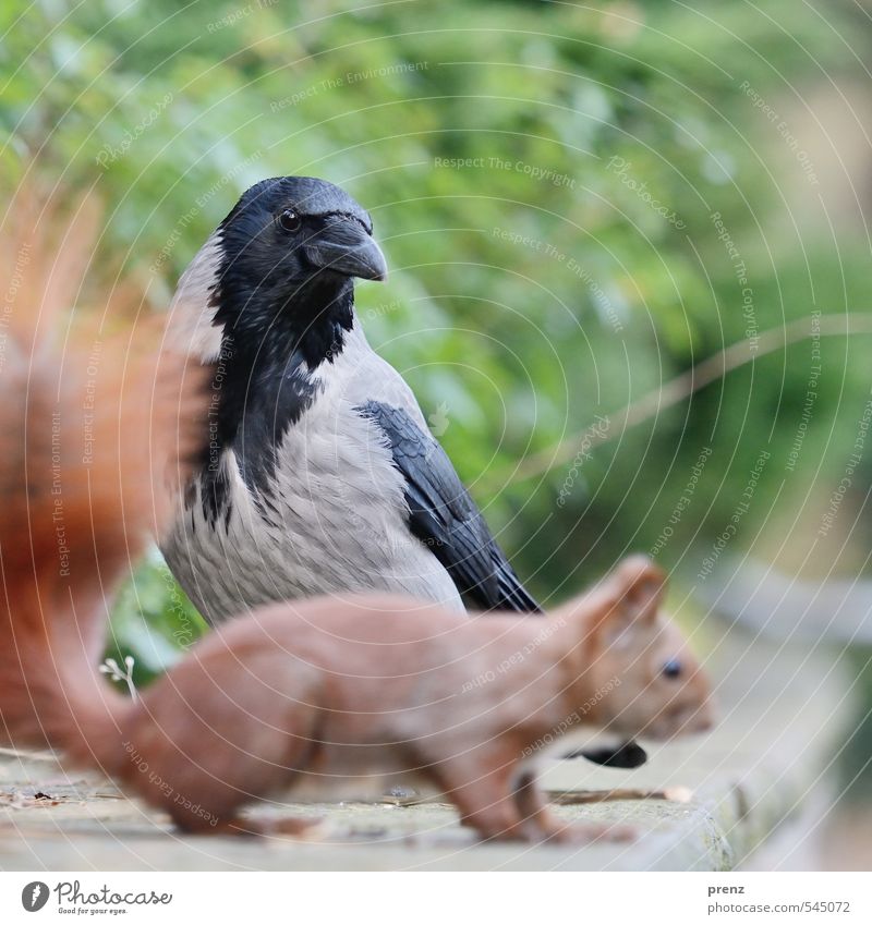 Observation Umwelt Natur Tier Herbst Park Wildtier Vogel 2 braun grau grün schwarz Krähe Eichhörnchen beobachten Farbfoto Außenaufnahme Menschenleer