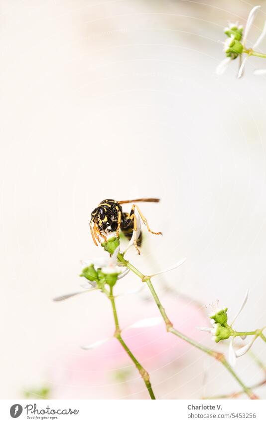 Ikebana mit Feldwespe Wespe Wildtier Tier Insekt Natur Makroaufnahme Nahaufnahme Farbfoto Tierporträt Außenaufnahme 1 Umwelt Ganzkörperaufnahme sitzen