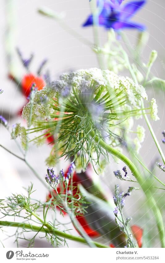 Blumendurcheinander | Ausschnitt eines Blumenstraußes Blumenchaos Pflanzen Schnittblumen Stillleben Wilde Möhre Strandflieder Weiß Grün Rot Violett Lila zart