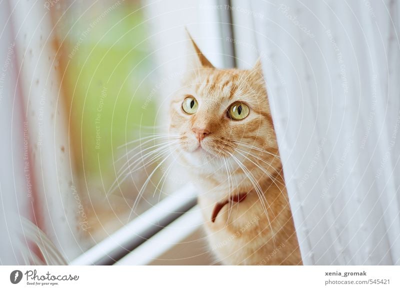 rote Katze Tier Haustier Tiergesicht 1 Tropfen Tierliebe ruhig Idylle Kater Kätzchen Fensterscheibe Regentropfen Zuhause Hauskatze Katzenauge Farbfoto