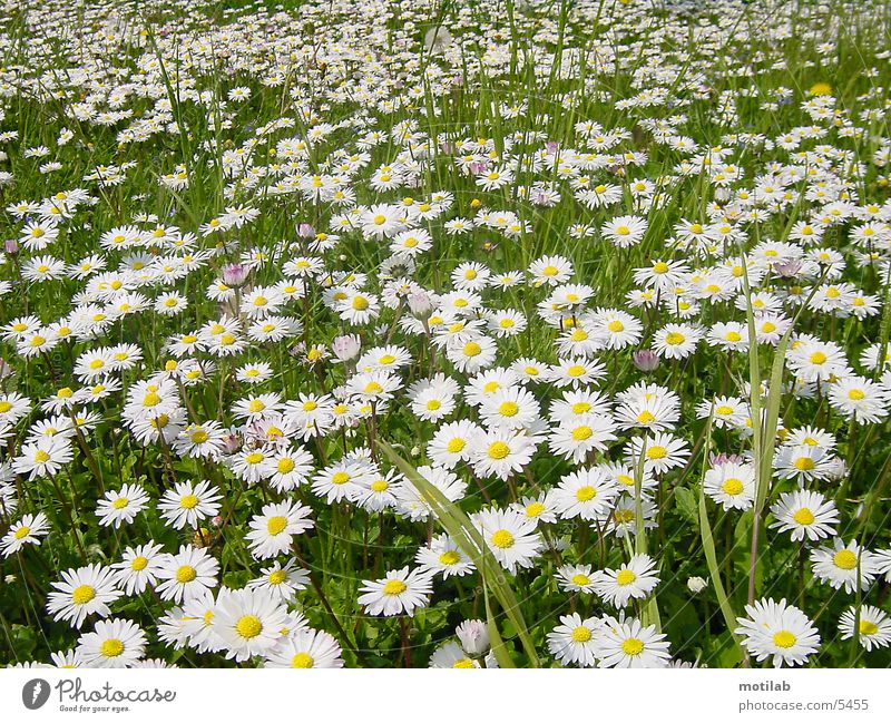 margaritenwiese Gänseblümchen Wiese Frühling