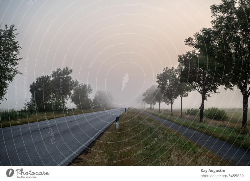 Morgendlicher Bodennebel an einer Landstraße bodennebel morgennebel morgentau tageszeit wasserdampf luft sonnenaufgang luftfeuchtigkeit landwirtschaft