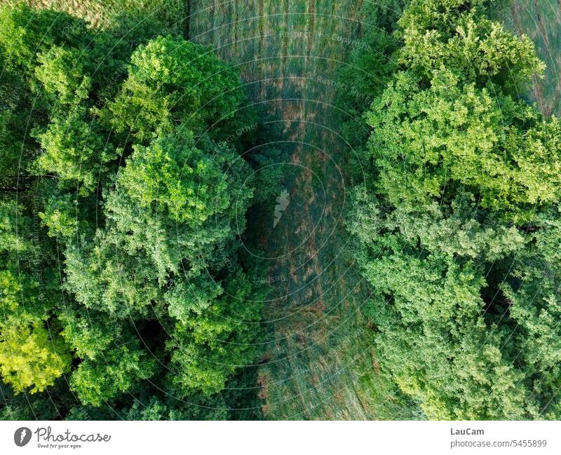 Über Wald und Flur Bäume Baum Wiese Feld Natur Landschaft Umwelt grün Baumkronen Grüntöne saftig grün Sonnenlicht Gras Vogelperspektive von oben über Draufsicht