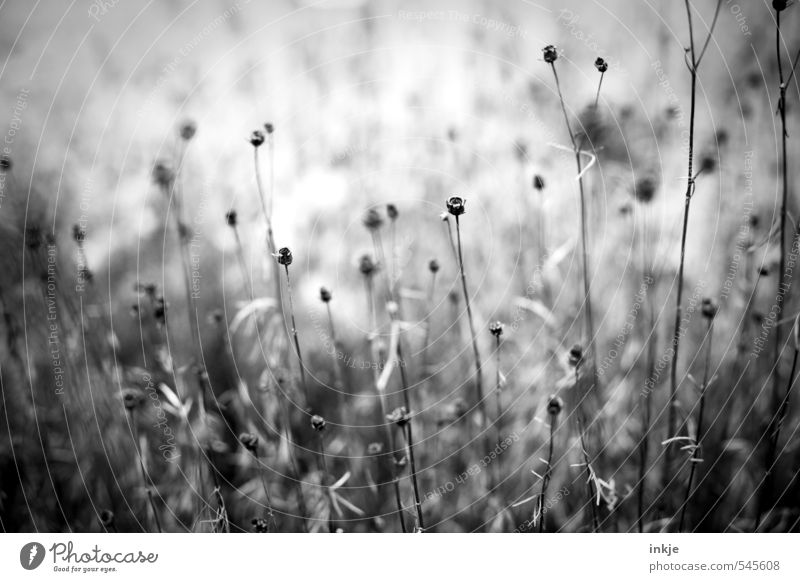 Zeichen des Wintereinbruchs Natur Pflanze Herbst Klima Dürre Blume Blütenstiel Ast Garten Park verblüht dehydrieren dunkel dünn kalt lang natürlich trist