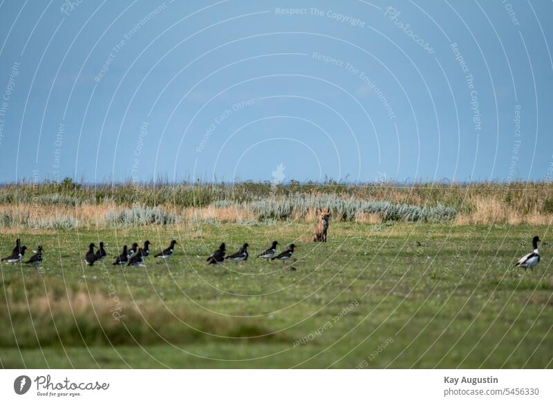 Rotfuchs in Lauer Position Fuchs Vulpes vulpes Nordseeküste Raubtiere Carnivora Landwirtschaft Brandgans Tadorna tadorna Entenvögel Anatidae Gänsevögel