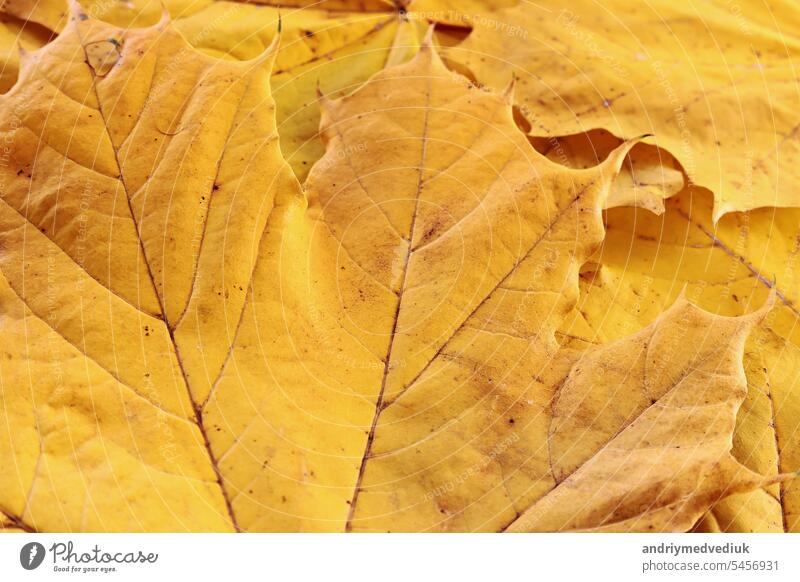 Leuchtend gelbe Herbst Ahornblätter Hintergrund, Nahaufnahme. Makro-Foto von gefallenem Laub. Konzept der Wechsel der Jahreszeiten, zurück zu Schule, Canada Day, Thanksgiving Day, Civic Day Holiday, Victoria Day