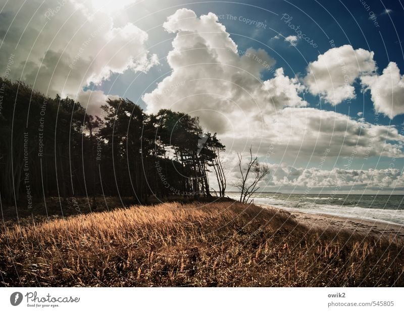 Dornland Ferne Freiheit Umwelt Natur Landschaft Pflanze Luft Himmel Wolken Gewitterwolken Horizont Klima Wetter Schönes Wetter Wind Sturm Baum Sträucher Küste