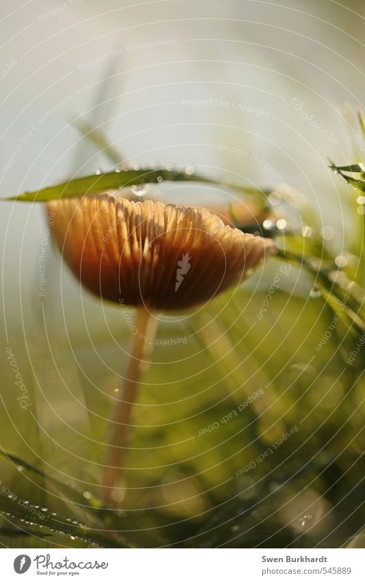 Morgenzauber Lebensmittel Pilz Ernährung Bioprodukte Vegetarische Ernährung Umwelt Natur Pflanze Wasser Wassertropfen Sonnenlicht Sommer Herbst Schönes Wetter