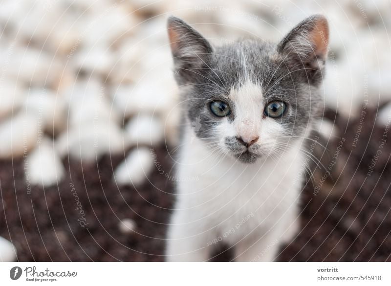 bus bus bus Tier Haustier Katze 1 braun grau weiß niedlich schön Kind Farbfoto Gedeckte Farben Außenaufnahme Textfreiraum rechts Unschärfe Tierporträt Blick