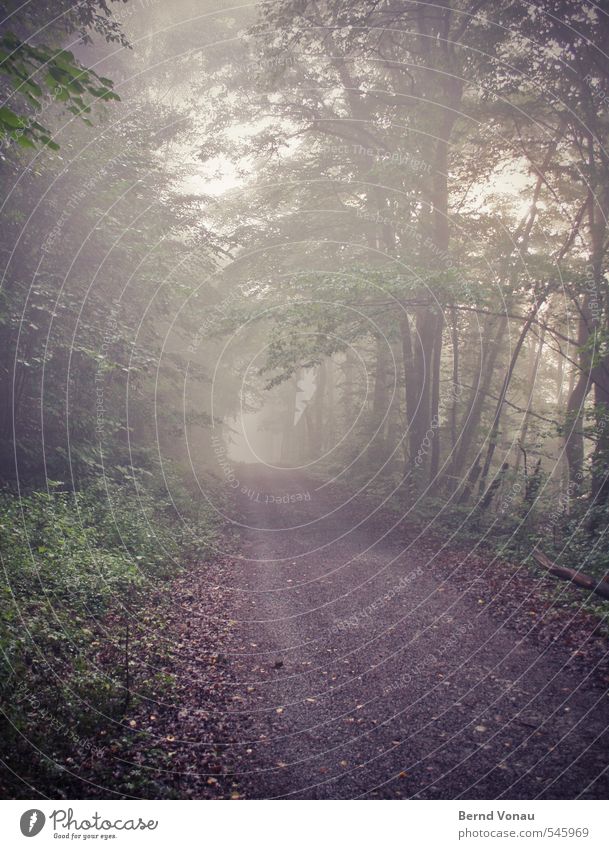 Immer weiter... Herbst Nebel Pflanze Baum Gras Sträucher Wald braun grau grün schwarz weiß Wege & Pfade Fußweg Baumstamm Ast Zweig Fahrbahn vorwärts Perspektive