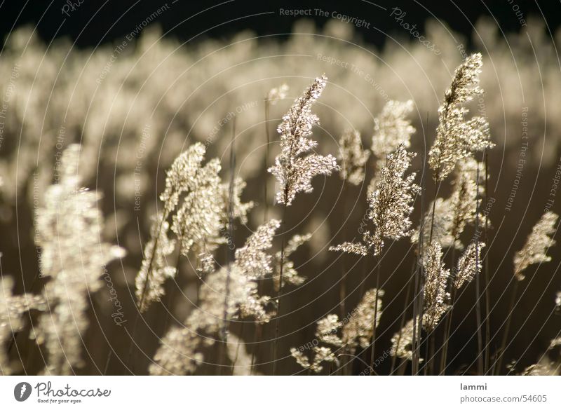 Schilfgras im Abendlicht Gras Nationalpark Gegenlicht ruhig Einsamkeit Sonne Natur Ostsee monocrome