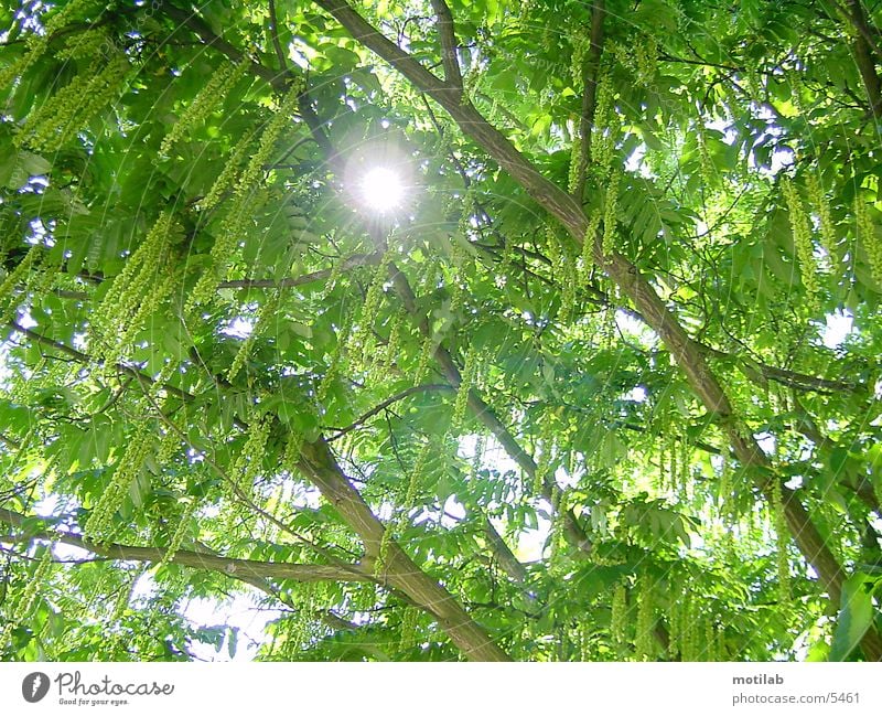 sonnenreflex Reflexion & Spiegelung Baum Sonne