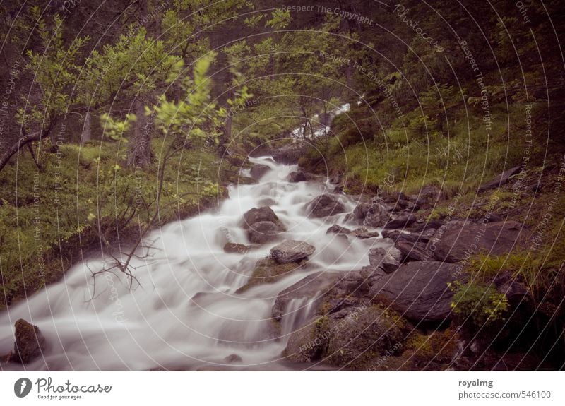 Das Wasser rauscht Umwelt Landschaft Baum Sträucher Moos Bach Fluss Wasserfall laufen fließen Rauschen Gischt Farbfoto Gedeckte Farben Außenaufnahme Tag