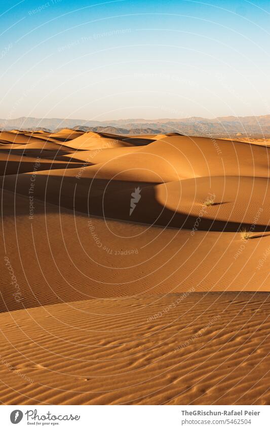 Sanddüne mit Licht und Schattenspiel mit Strukturen Sonnenlicht Außenaufnahme Farbfoto Natur Tourismus Wahiba Sands Oman omanische Wüste Landschaft