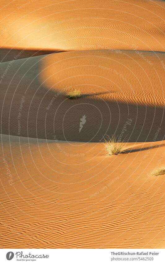 Sanddüne mit Licht und Schattenspiel mit Strukturen Sonnenlicht Außenaufnahme Farbfoto Natur Tourismus Wahiba Sands Oman omanische Wüste Landschaft