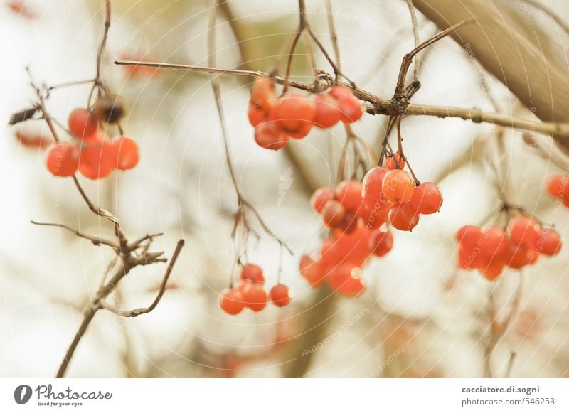 Zufriedenheit Natur Pflanze Herbst Schönes Wetter Sträucher Wildpflanze Beeren einfach exotisch Freundlichkeit lustig natürlich rund braun orange Optimismus