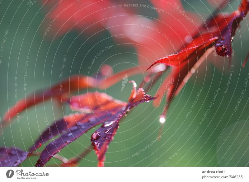 Acer Wellness harmonisch Zufriedenheit Sinnesorgane Erholung ruhig Meditation Umwelt Natur Pflanze Wasser Wassertropfen Schönes Wetter Baum Sträucher