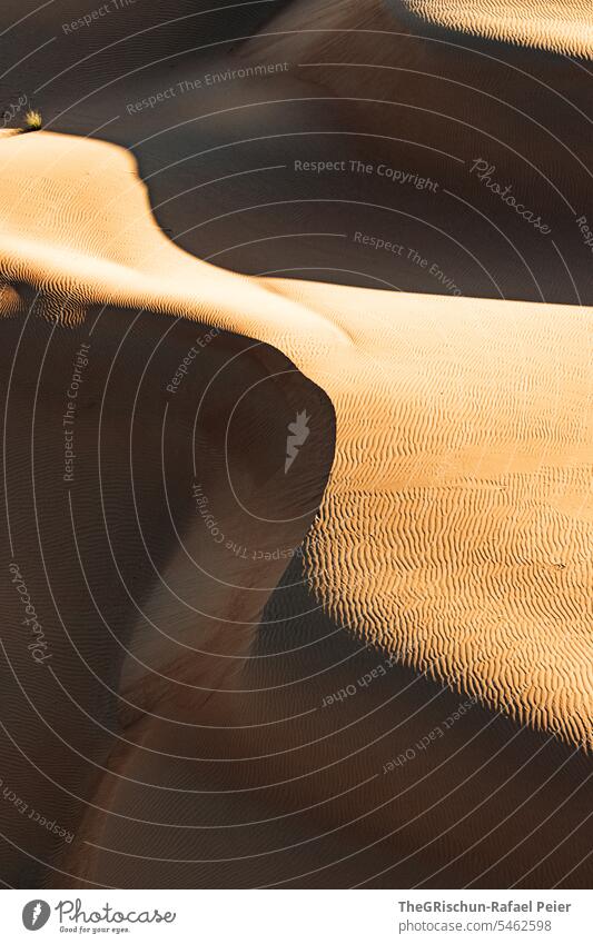 Sanddüne mit Licht und Schattenspiel mit Strukturen Sonnenlicht Außenaufnahme Farbfoto Natur Tourismus Wahiba Sands Oman omanische Wüste Landschaft