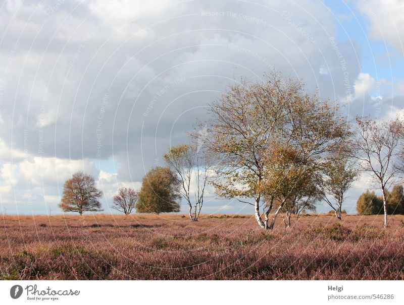 Herbst im Moor... Umwelt Natur Landschaft Pflanze Himmel Wolken Baum Sträucher Wildpflanze Heidekrautgewächse Birke Sumpf Blühend stehen verblüht Wachstum