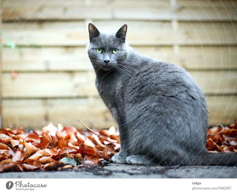 Freigänger Herbst Herbstlaub Blatt Garten Menschenleer Mauer Wand Paneele Haustier Katze Hauskatze Britisch kurzhaar 1 Tier hocken Blick sitzen warten schön