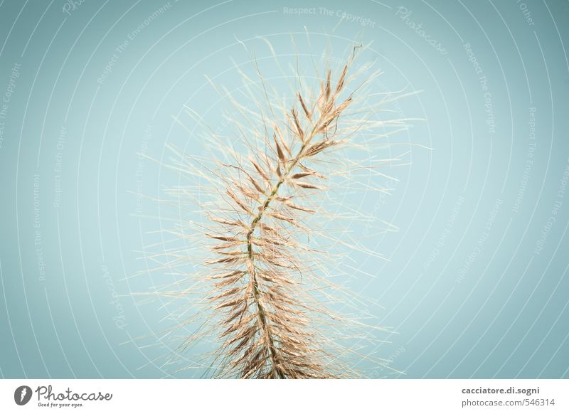 Die Erleuchtung Natur Wolkenloser Himmel Herbst Schönes Wetter Pflanze Gras Wildpflanze Flaschenputzer außergewöhnlich dünn exotisch frech Spitze stachelig blau