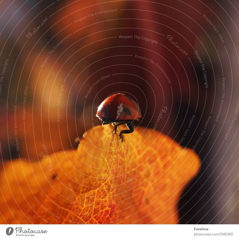 Happy Birthday Photocase | Viel Glück Umwelt Natur Pflanze Tier Herbst Blatt Käfer hell klein nah natürlich rot schwarz Herbstlaub krabbeln Marienkäfer Farbfoto