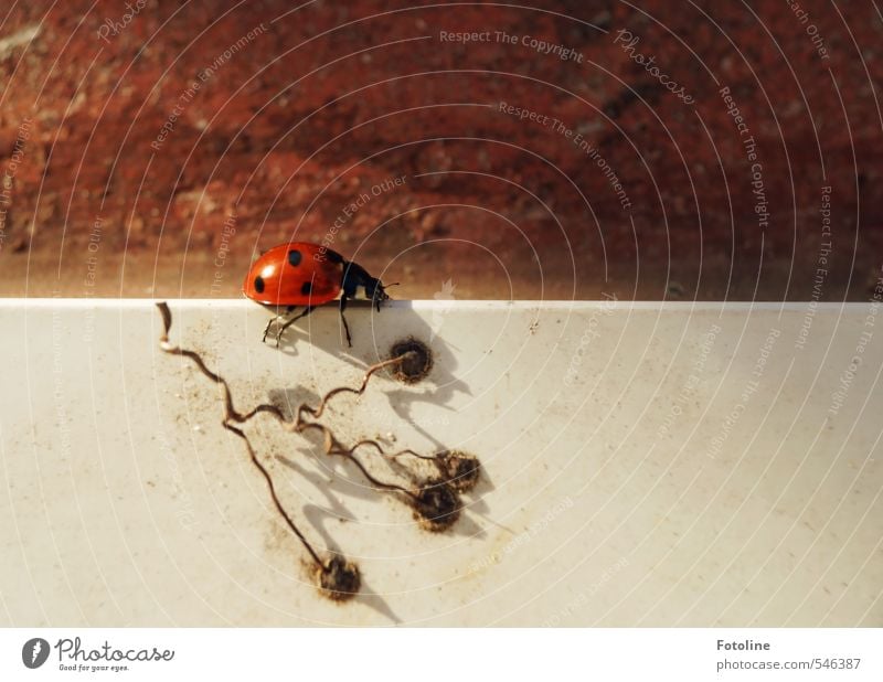 Auf der Mauer... Umwelt Natur Tier Herbst Käfer 1 klein nah natürlich rot schwarz weiß Marienkäfer Farbfoto mehrfarbig Außenaufnahme Menschenleer