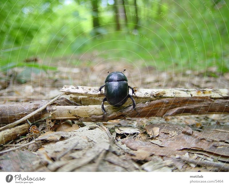 kaefer im wald Wald Schiffsbug Käfer bugs