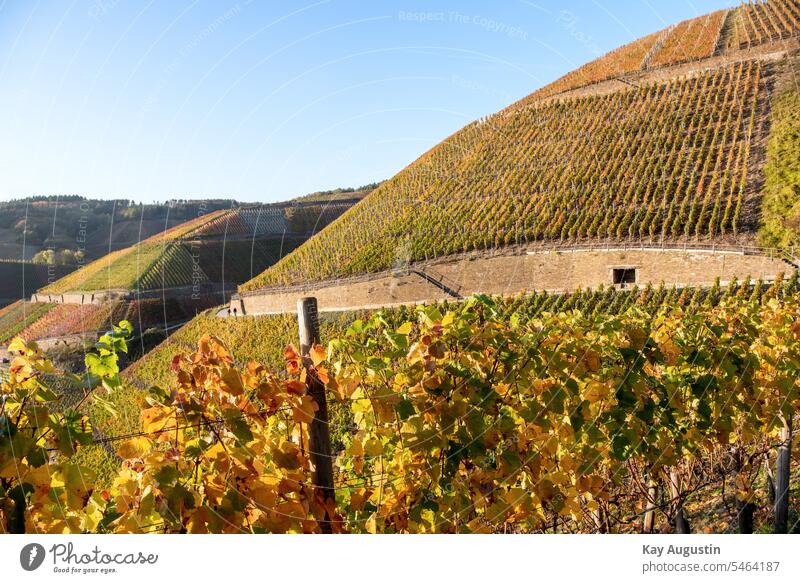 Herbstzeit im Ahrtal am Rotweinwanderweg Oktober Weinbaugebiet Verfärbung Weinbereitung Färbung Laub Blätter Blatt 2019 Erntezeit Rebe Brauchtum Landkreis