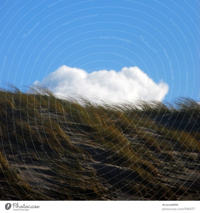 like hair on my head Ferien & Urlaub & Reisen Tourismus Ausflug Ferne Strand Meer Wellen Umwelt Natur Landschaft Herbst Schönes Wetter Wind Pflanze Sträucher