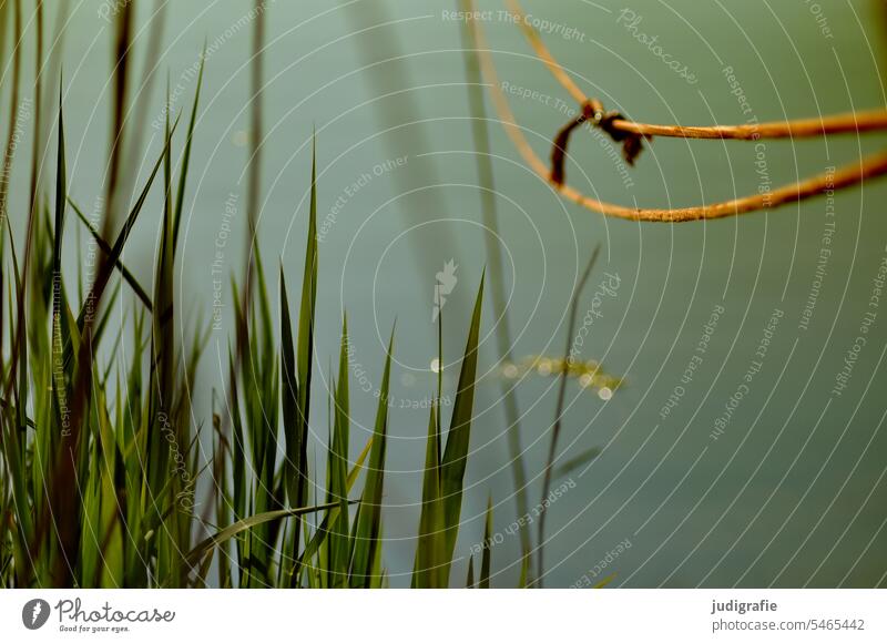 Am Hafen Wasser Schilf Seil maritim ruhig Wasseroberfläche Anlegestelle See Küste Knoten Natur Ruhe Seeufer Meer Idylle friedlich Steg Ufer Befestigung Ostsee