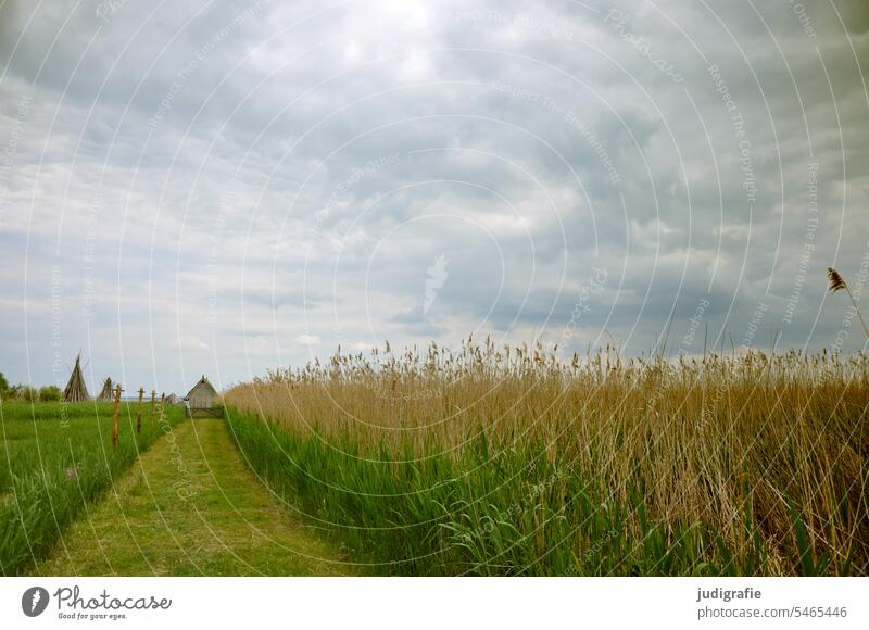 Am Bodden Vorpommersche Boddenlandschaft Darß Wiese Gras Sommer Landschaft Natur natürlich Hütte Außenaufnahme Licht Idylle Fischland-Darß-Zingst