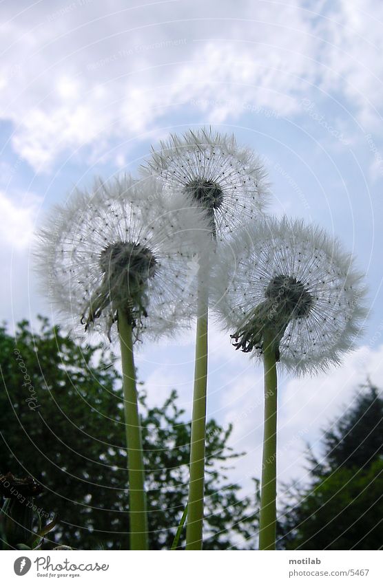 3 pusteblumen Löwenzahn Blume