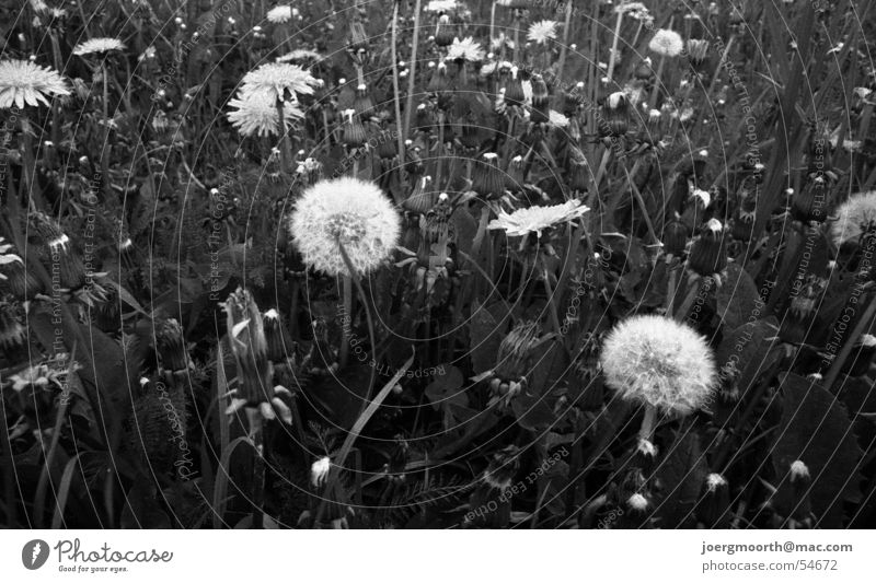 Bitte pusten! Löwenzahn Wiese Feld Natur gras blume Nahaufnahme