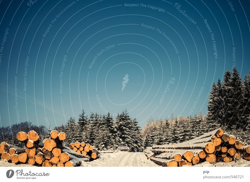 (fo)rest Winter Himmel Wolkenloser Himmel Schönes Wetter Schnee Baum Tanne Fichte Wald Fußweg blau Baumstamm Holzfäller Abholzung Oberbergischer Kreis Umwelt