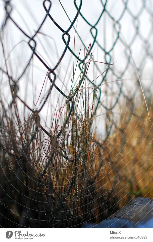 Am Zaun Garten Herbst Winter Gras verblüht dehydrieren Wachstum trist braun Maschendraht verwildert bewachsen Rost Metallzaun Schnee Farbfoto Außenaufnahme