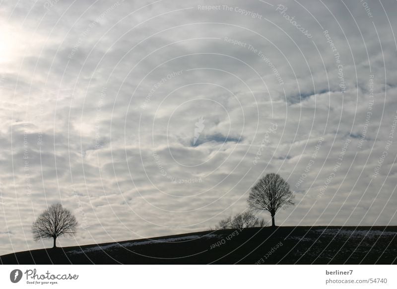 Zwei Bäume Baum 2 Hügel Berghang Wolken grau Horizont Berge u. Gebirge Himmel versteckte sonne