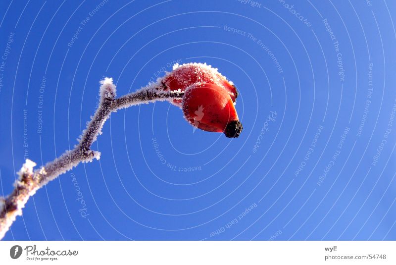 Frostüberzogene Hagebutte Marmelade kalt Winter Eis gefroren rot weiß tiefgekühlt 2 Zweig Ast Blütenknospen Frucht Kristallstrukturen Schnee Coolness Himmel